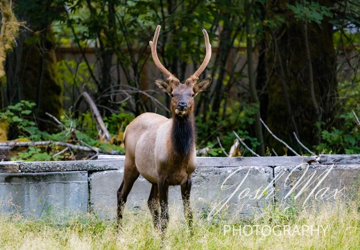 Elk Looking Straight Forward