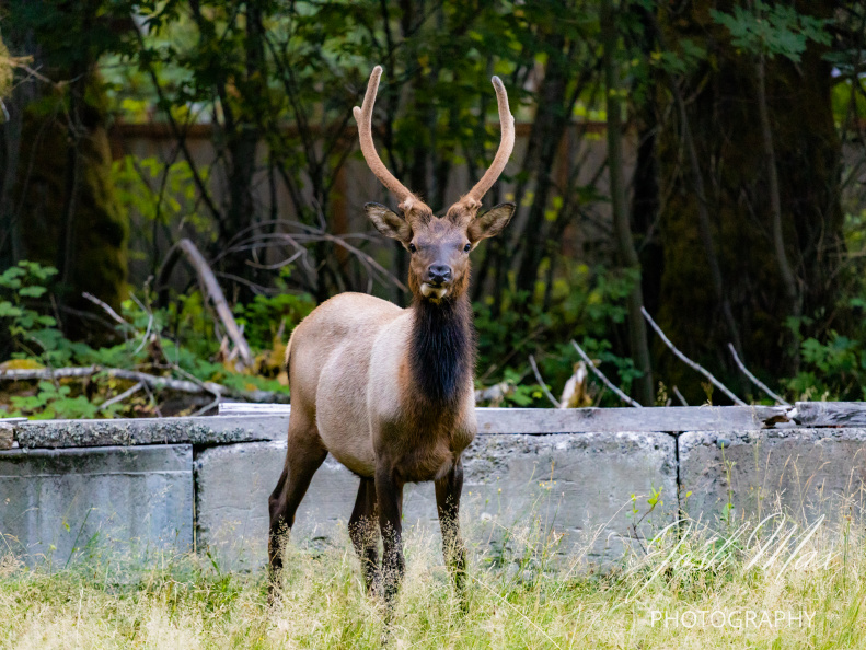 Elk Looking Straight Forward