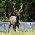 Elk Faceing Forward.jpg