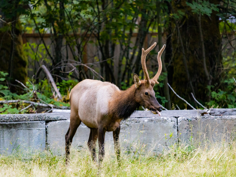 Elk With Tongue Stuck Out
