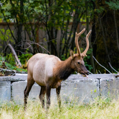 Elk With Tongue Stuck Out
