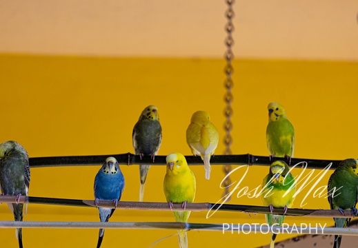 Woodland Park Parakeets
