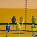 Woodland Park Parakeets.jpg