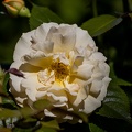 Woodland Park Flower 2.jpg